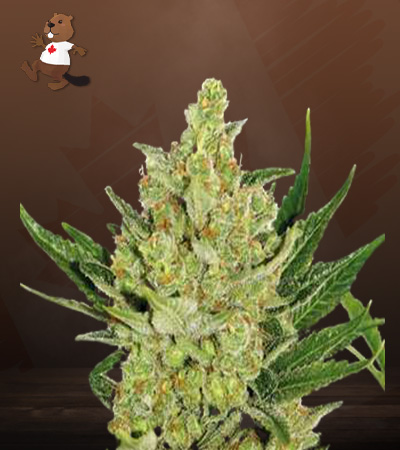 strawberry-cheese-autoflower-image