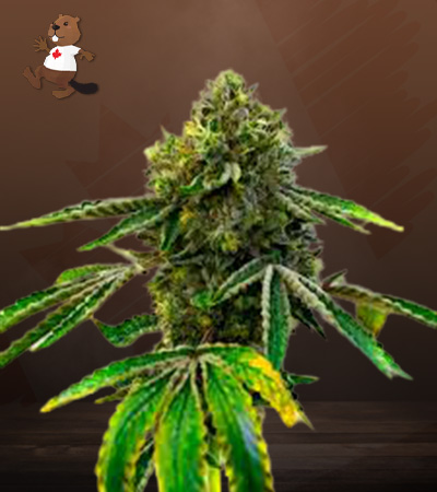 sweet-tooth-autoflower-image