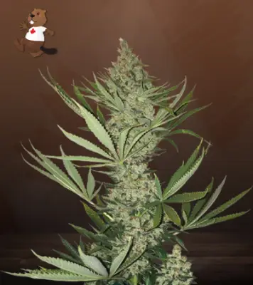 Tangerine Autoflower