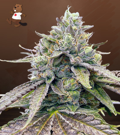 zkitllez-autoflower-image