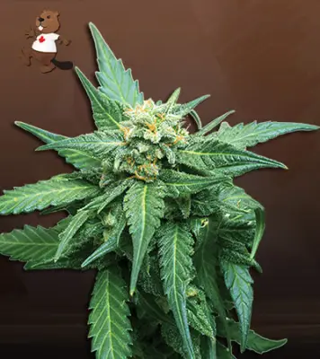 CB Diesel