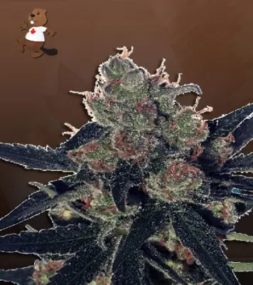 CBD Kali Kush