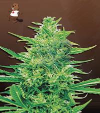 Super Silver Haze (CBD Sativa)