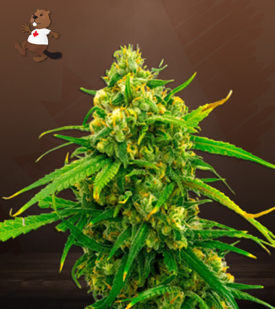 cbd-critical-mass-image