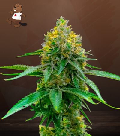 girl-scout-cookies-cbd-image