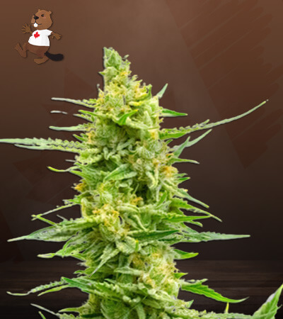 cbd-strawberry-kush-image
