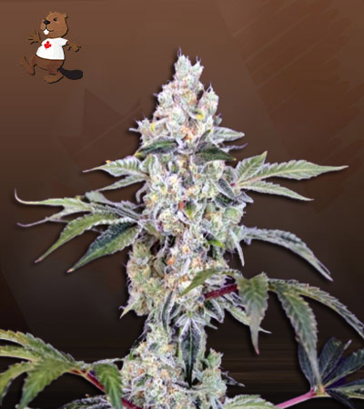 tangie-cookies-regular-image