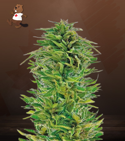 amnesia-lemon-regular-image