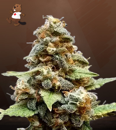 gorilla-lemon-fire-regular-image