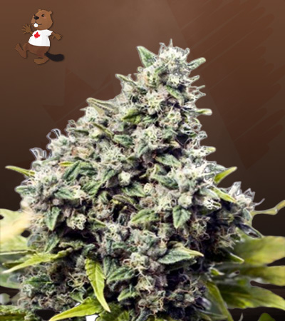 grapefruit-regular-image