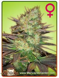 Afghan