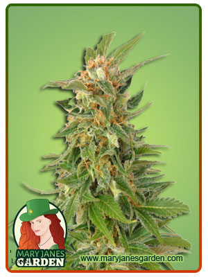 alaskan-thunder-fuck-image