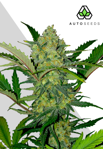 ultra-lemon-haze-image