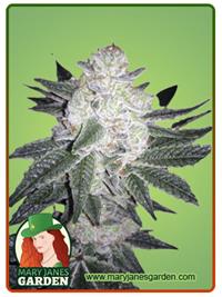Black Gorilla