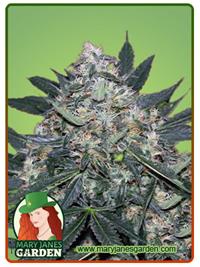 Black Indica