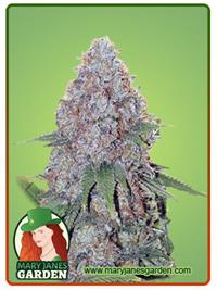 Candy Haze