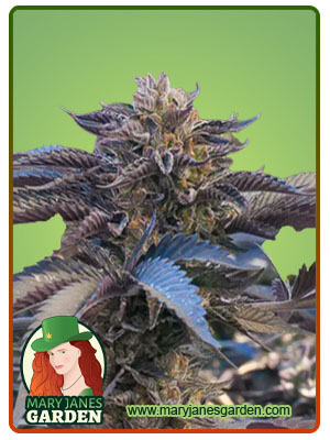 chocolate-gelato-image