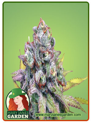 cookie-crumble-image