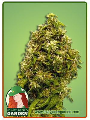 forbidden-fruit-image