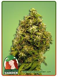 Forbidden Fruit