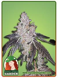 Gelato 48