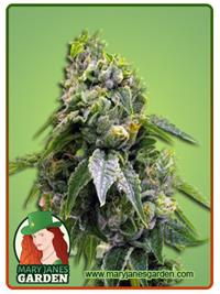 Gorilla Chip