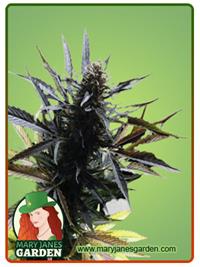 Gorilla Fruit