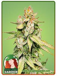 Gorilla Glue #4