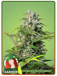 Gorilla Mint