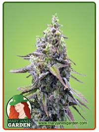 Green Apple Pie