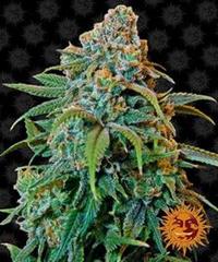 Libery Haze