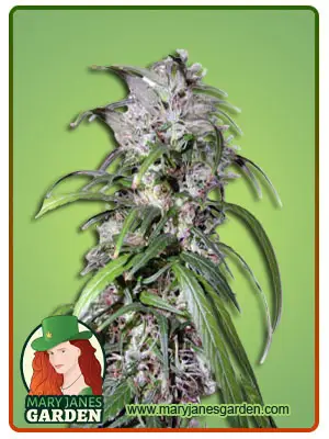 Haze-#47