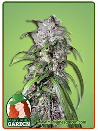 Haze-#47
