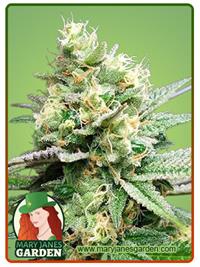 Jilly Bean