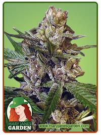 Leprechron