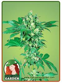 Maple Leaf