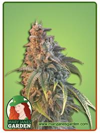 Nuken