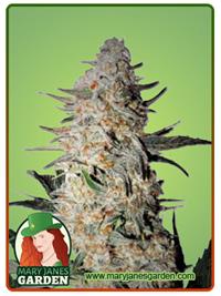 OG Punch