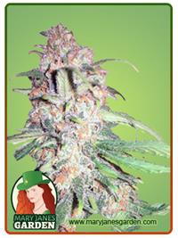 Papaya Glue