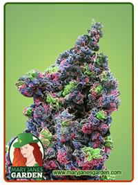 Rainbow Haze