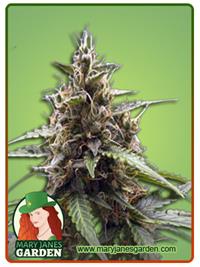 Dutch Crunch