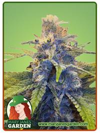East Coast Alien Fem Fast Version