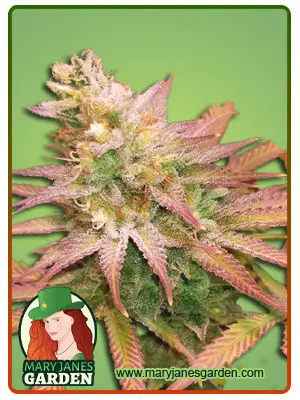 Fruit Loops