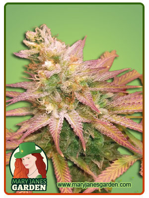 Fruit Loops