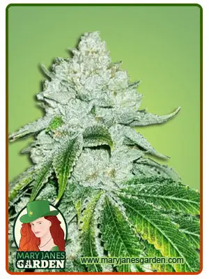 Gelato