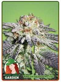 Ghost Bubba