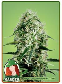Ghost Train Haze