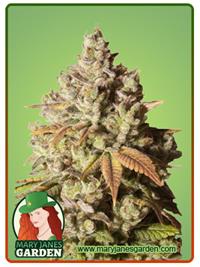 Gorilla Glue