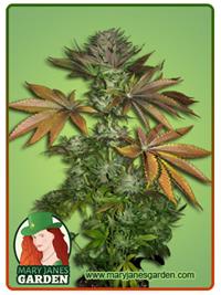 Grape God