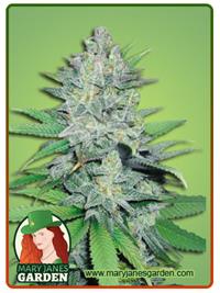 Green Crack